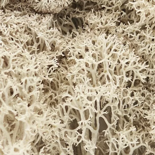 Lichen Natural Woodland Scenics L166