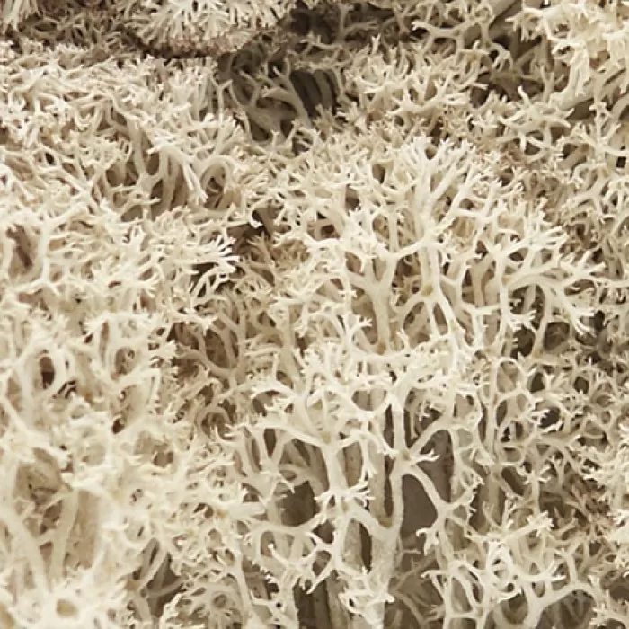 Lichen Natural Woodland Scenics L166