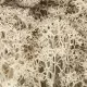Lichen Natural Woodland Scenics L166