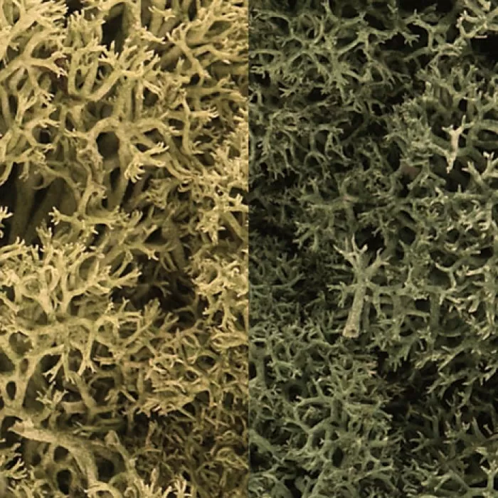 Lichen Light Green Mix Woodland Scenics L167