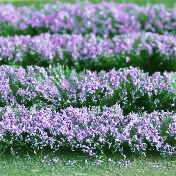 Lavender Rows