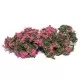 Shrub Bushes Flowering Pink