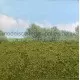 Landscape Mat Grass and Low Bushes, Spring Model Scene F501