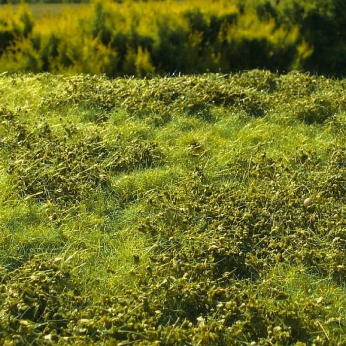 Landscape Mat Grass and Low Bushes, Spring Model Scene F501