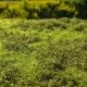 Landscape Mat Grass and Low Bushes, Spring Model Scene F501