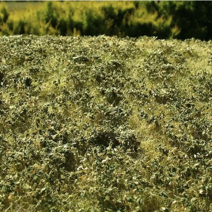 Landscape Mat Grass and Low Bushes, Late Summer Model Scene F503
