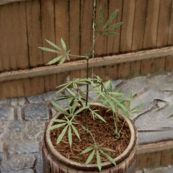 Cannabis 1:32 / 1:35 scale