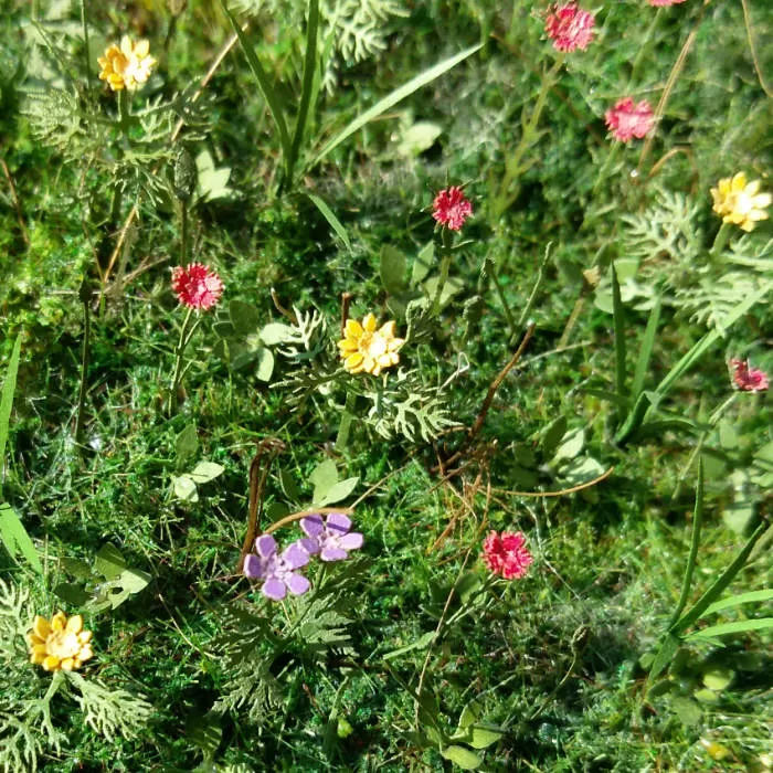Meadow Flowers 1:32 scale