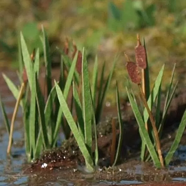 Bullrushes N