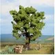 Oak Tree 150mm tall Noch 21760