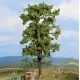 Lime Tree 185mm tall Noch 21780