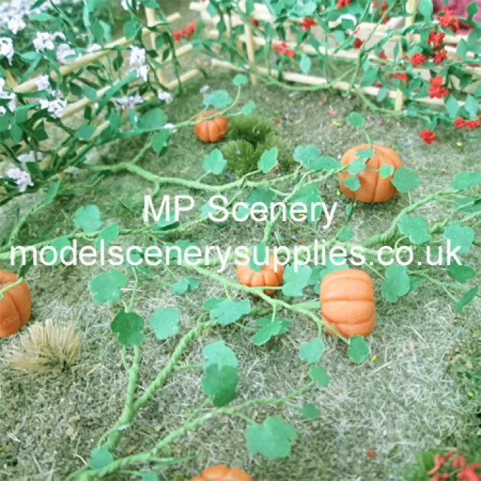 Pumpkin Plants Medium