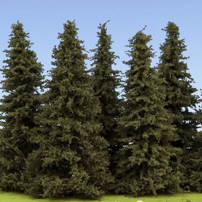 Spruce Trees 100mm tall Model Scene SM100