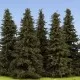 Spruce Trees 100mm tall Model Scene SM100
