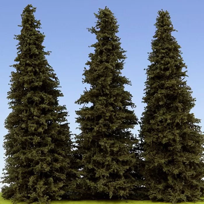 Spruce Trees 200mm tall Model Scene SM200