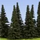 Spruce Trees 70mm tall Model Scene SM070
