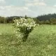 Bushes White Flowering 30mm Tall Silhouette 252-25