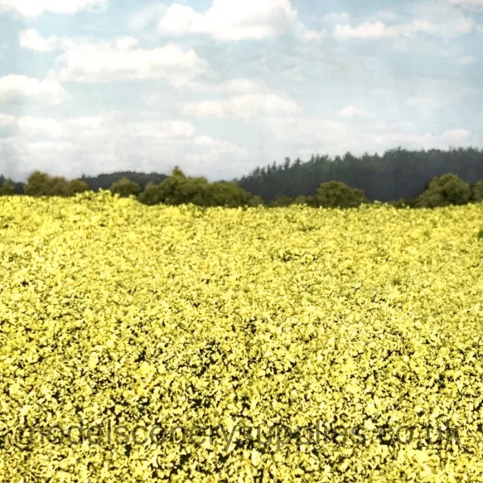 Rape Seed Field  miniNatur 760-22