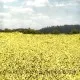 Rape Seed Field  miniNatur 760-22