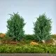 Bushes Summer Green 100mm Tall Silhouette 350-42