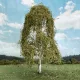 Weeping Birch  Spring 125mm tall Silhouette 211-51