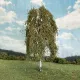 Weeping Birch Autumn 125mm tall Silhouette 211-53