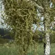 Weeping Birch  Spring 125mm tall Silhouette 211-51