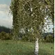 Weeping Birch Autumn 125mm tall Silhouette 211-53