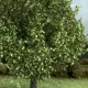 Maple Trees Green 75mm tall (2pack) Silhouette 230-61