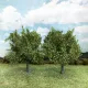 Maple Trees Green 75mm tall (2pack) Silhouette 230-61