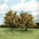 Maple Trees Early Autumn Yellow 75mm tall (2pack) Silhouette 230-64