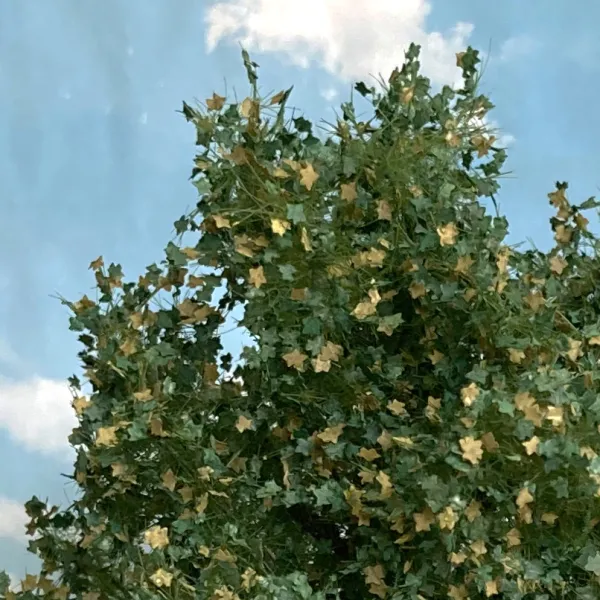 Maple Tree 