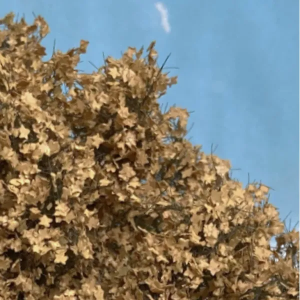 Maple Tree Early Autumn Yellow 160mm tall Silhouette 230-55