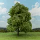 Premium Oak Tree Spring 150mm tall  Silhouette 280-21