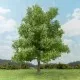 Oak Tree Spring 150mm tall  Silhouette 280-51