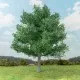 Oak Tree Summer 150mm tall  Silhouette 280-52