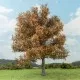 Oak Tree Late Autumn 150mm tall  Silhouette 280-54