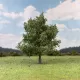 Oak Tree Spring 100mm tall  Silhouette 280-61