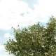 Chestnut Trees Spring 75mm tall (2pack) Silhouette 291-63