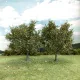 Chestnut Trees Spring 75mm tall (2pack) Silhouette 291-63