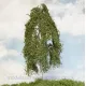 Premium Large Weeping Birch Tree 270mm tall  Silhouette 311-001-1