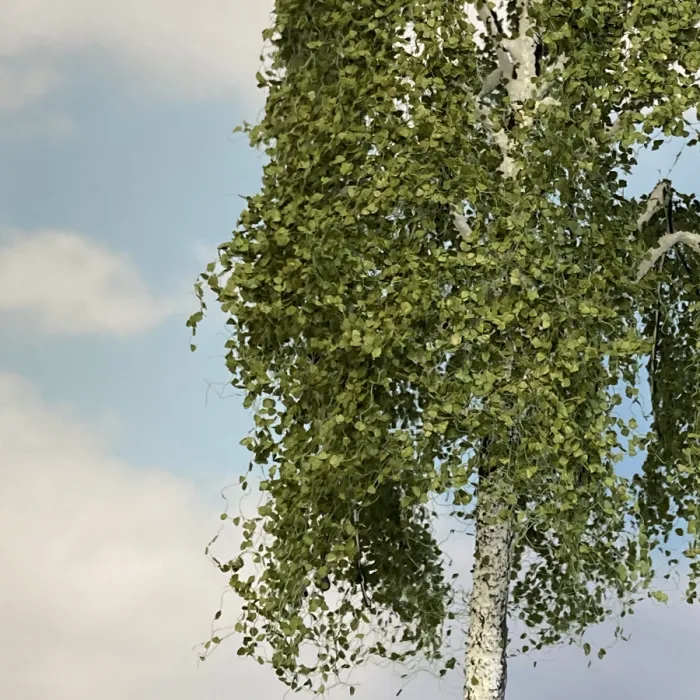 Premium Large Weeping Birch Tree 270mm tall  Silhouette 311-001-1