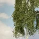 Premium Large Weeping Birch Tree 270mm tall  Silhouette 311-001-1