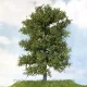 Premium Large Maple Tree Autumn 270mm tall  Silhouette 331-001-3