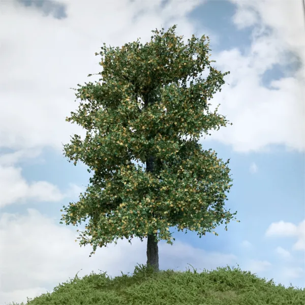 Maple Tree 