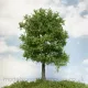 Premium Large Chestnut Tree Spring 270mm tall  Silhouette 391-001-1