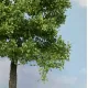 Premium Large Chestnut Tree Spring 270mm tall  Silhouette 391-001-1