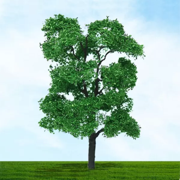 Ash Trees 70 - 80mm Tall 