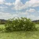 Shrub Bush Thicket Light Green FP441