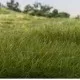 Static grass Dark Green 4mm Woodland Scenics FS617